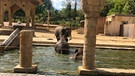 Wellness in XXL: Seit sechs Wochen bewohnen die Asiatischen Elefantendamen des Zoos Hannover ihre neu gestaltete und vergrößerte Anlage. Der neue Pool ist achtmal größer als der alte – ein echtes Schwimmparadies für die grauen Riesen, die in vollen Zügen genießen. | Bild: NDR/Doclights/Jeannine Apsel