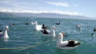 Albatrosse vor der Kulisse der neuseeländischen Südalpen. | Bild: BR/Robert Hetkämper